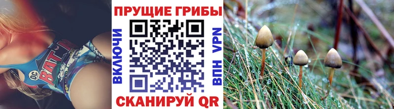 Галлюциногенные грибы Psilocybe  Неман 